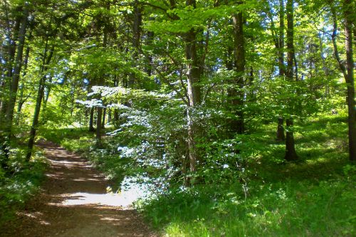 wald an der lay