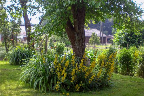 baum garten