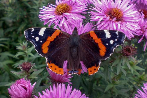 schmetterling